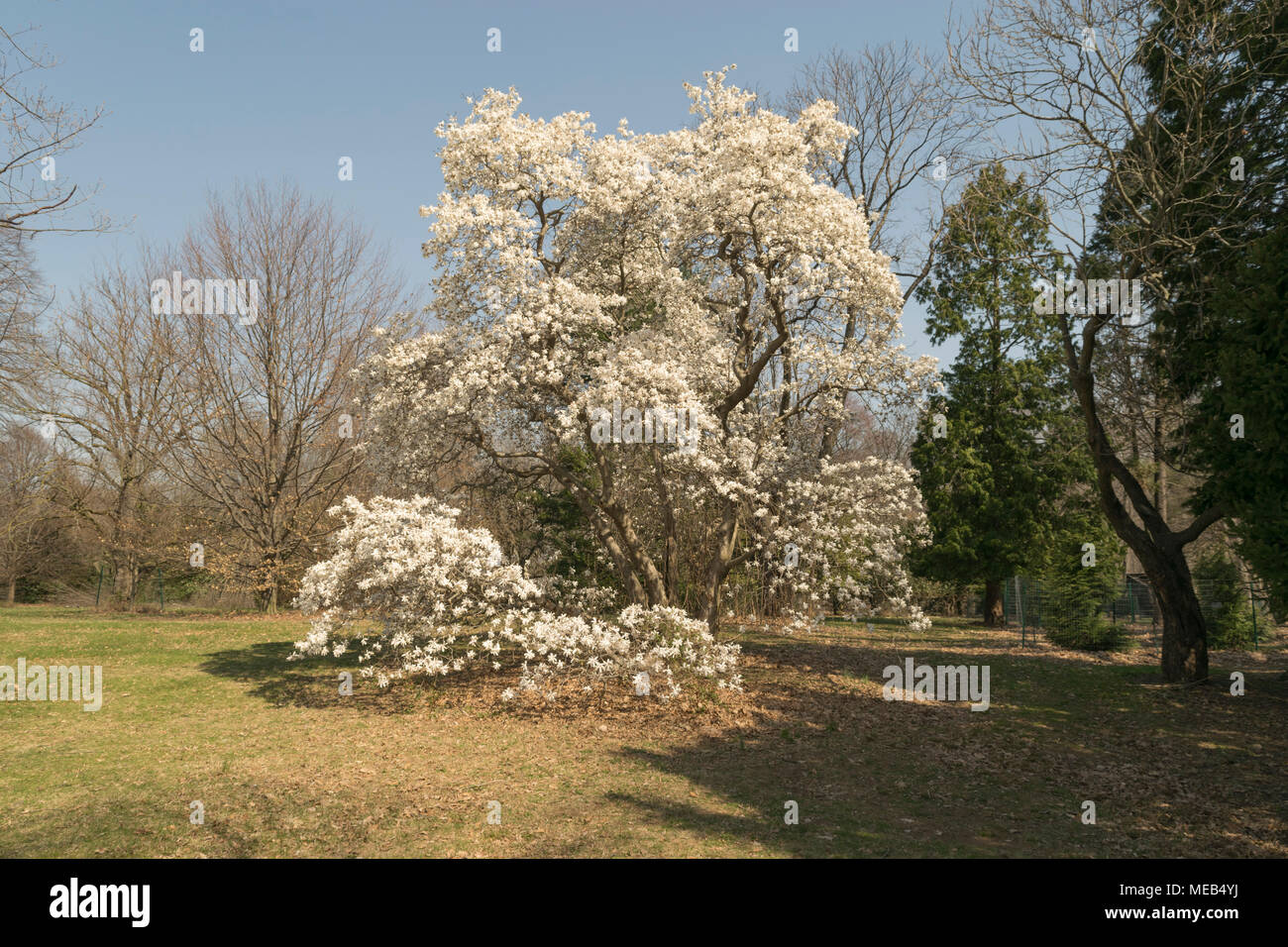 White magnolia garden hires stock photography and images Alamy