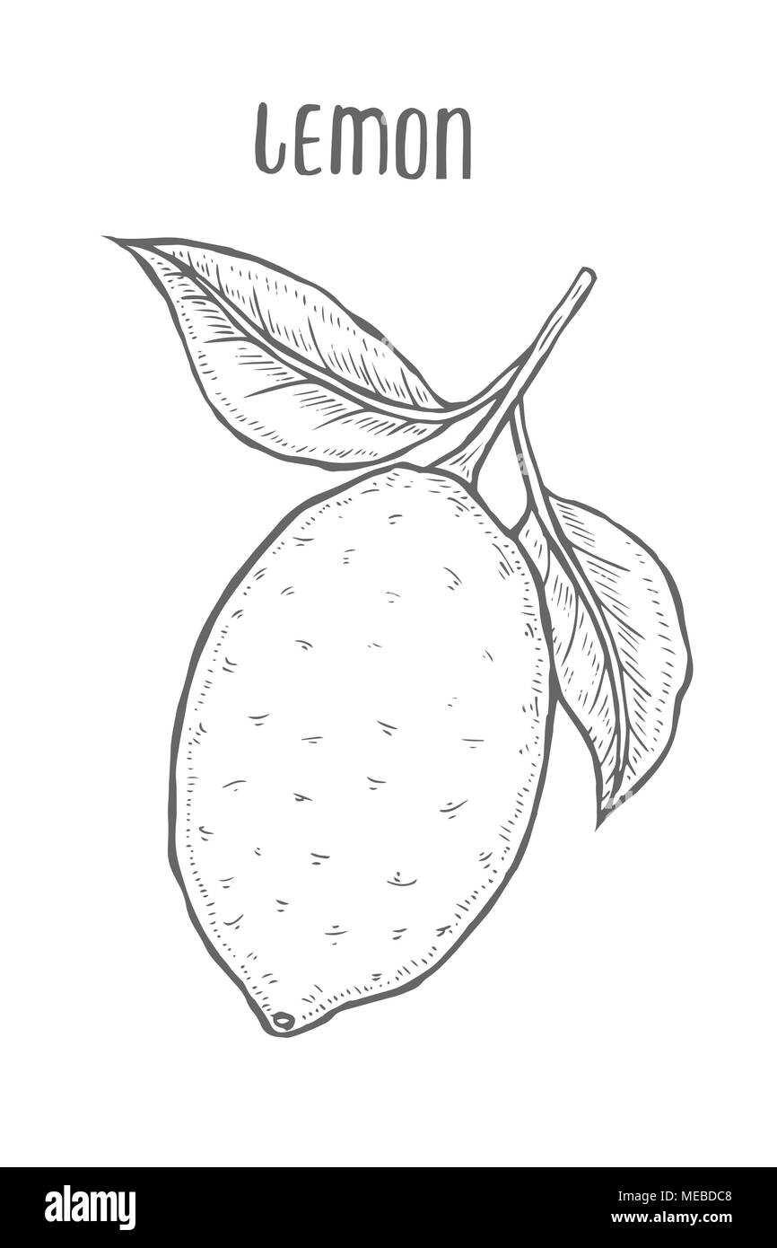 Lemon set Hand drawn. Isolated on white background. vector illustration ...