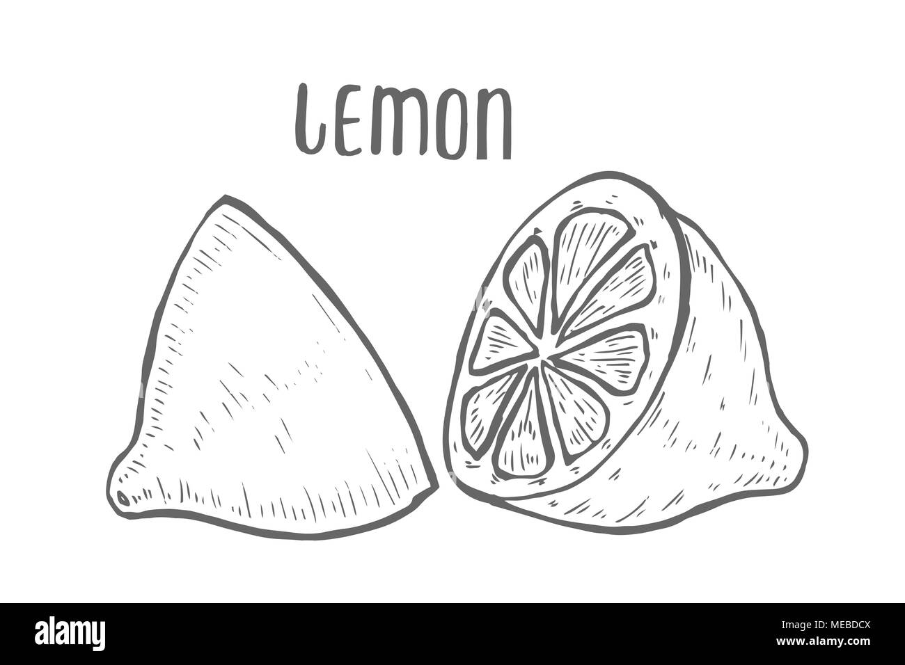 Lemon set Hand drawn. Isolated on white background. vector illustration ...