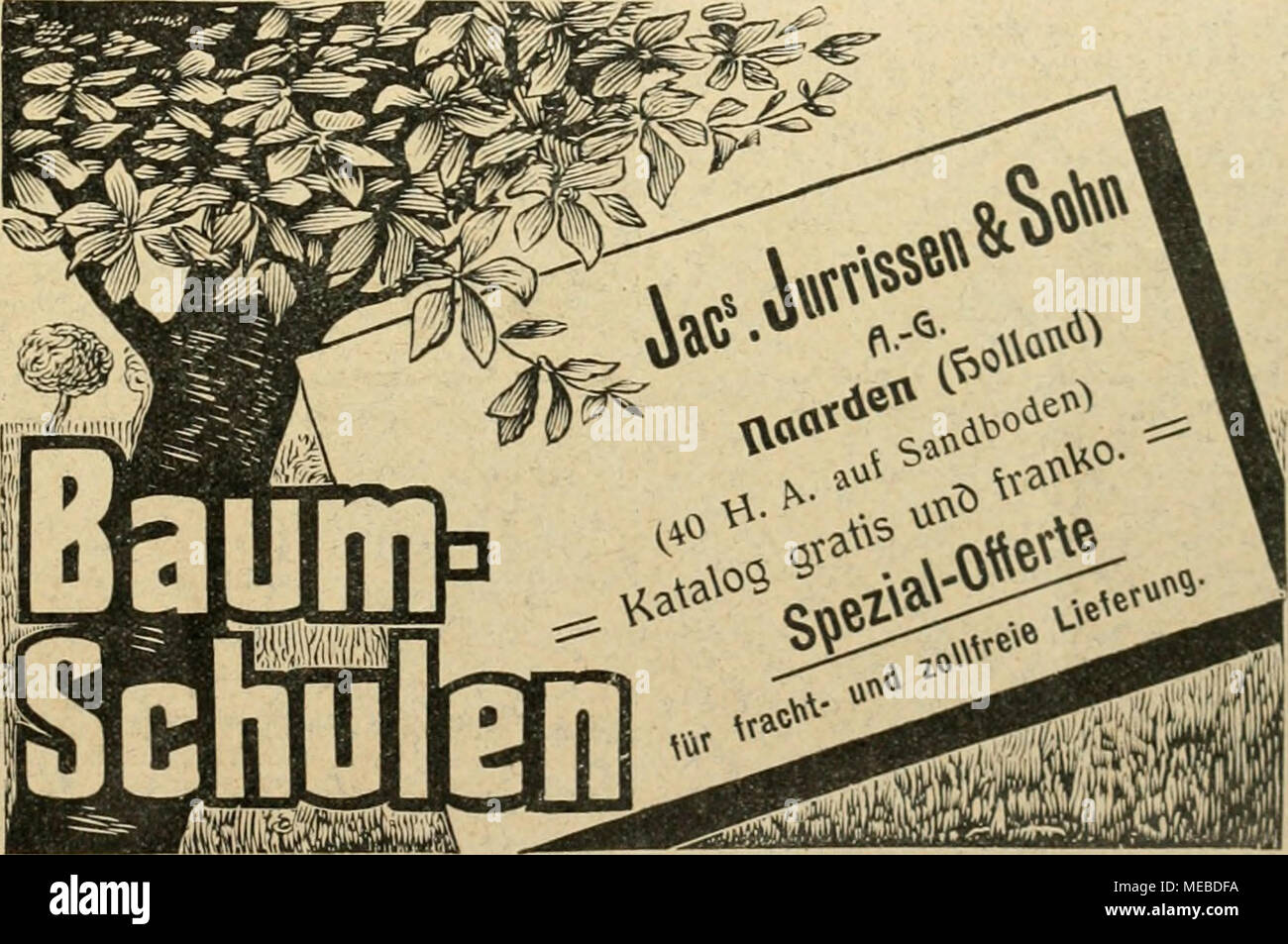 Hainbuchen 50 st.0,9-1,4 m Heckenpflanzen