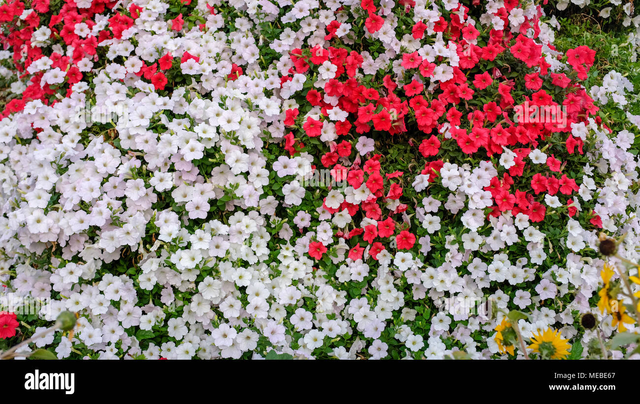 Beautiful red and white beautiful flowers in a garden Stock Photo - Alamy
