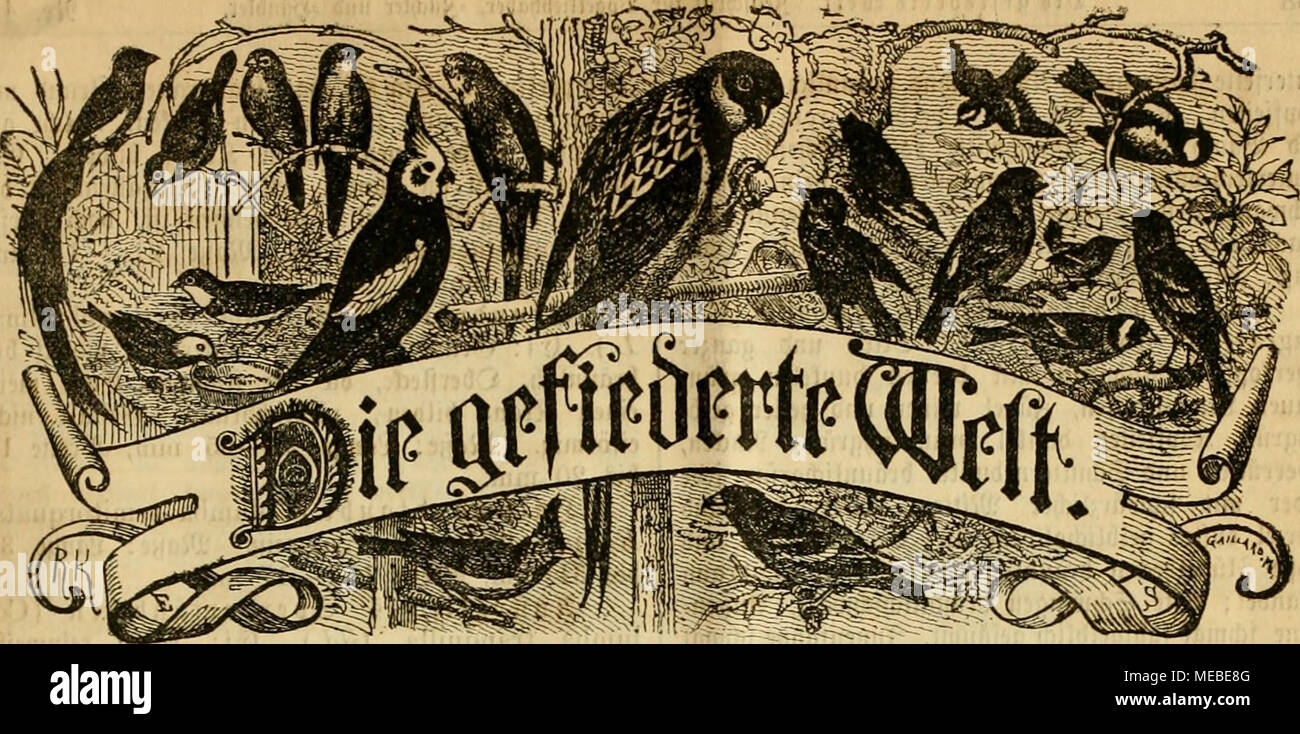 . Die Gefiederte Welt . Bcitldirtft für SBogelltcfiliober, -SWtt nnb =$öni)Itr. SejIeHungen hux^ jebe 93ud§= ^anblung, foniie jebe ^ojianfialt. !Prei§ »ierteljä^tlid^ 3 2Jiart. SBöd^eiitlit^ eine Stummer. §erau§gcge6en üon Dr. larl ßu^. Scitung: Serlin, 58et(eaaiance)tra6e 81 III. St nj ei gen roerben bie gefpaltene 5jßetitjeile mit 25 5pfg. berechnet imb SefieUungen in bcr(5rpebition unb SRebaftion entgegengenommen. llr. 45. Jlogöfburg, Jen 6. itoormbtr 1890. XIX. Sa^rgang. BV V &quot;SlMetaiitiiA fämmUii^er ^tiginitC-JkrtiStt t|l o^nt ^u^iwmung tcs ^ttausieim unt itt '^«rtag»6u4(anl&gt;funs  Stock Photo