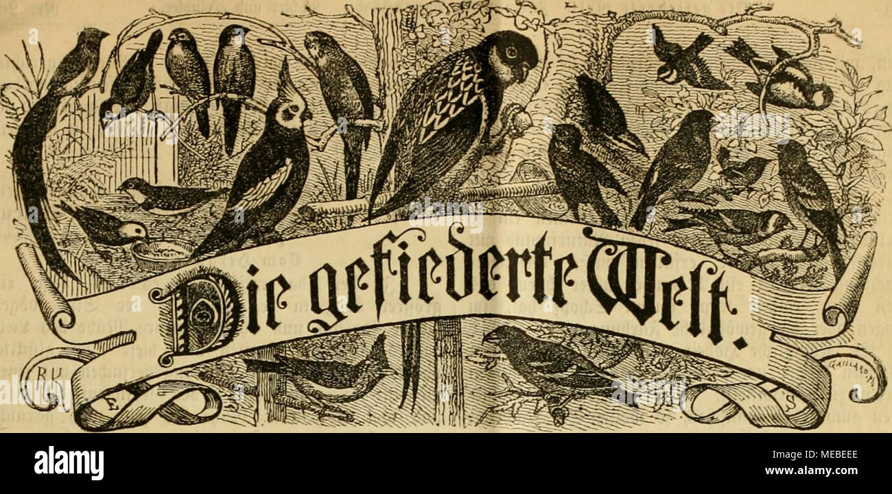 . Die Gefiederte Welt . Stock Photo