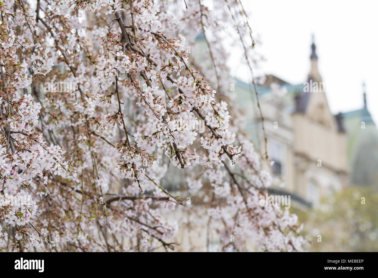 Cherry blossoms set the stage for Spring in Washington, DC with Embassy Row mansion in the