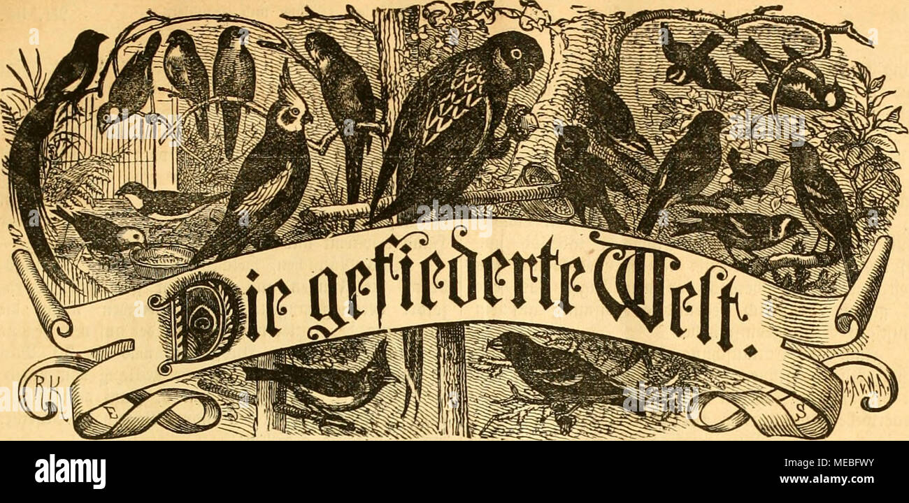 . Die Gefiederte Welt . 3eitf(|rift fÃ¼r SBogelltcB^aBcr, -BÃ¼t^t^r nnb =Â§QnMeL 9*cftc((imgcu buvd^ jebc 5Ãud)= (janbhmg, foroie jebe '^^oftanftalt. '|U-eiS DierteliÃ¶^rlt(| 3 Watt. iiiÃ¶Ã¤ftntiid) eine SJummev. â ^evausgegeben doii Dr. Ã¤ttxi Mu^. JReboftion: Serlin, S^cUeatlionceftvage 81 III. Miijeigen roerbeii bie gcfpattnic ^]Setitjeile mit 25 *^.sfg. berechnet imb i^eftenimgeii in iDev (frpebitioii imb ;T{cbaftioii eutgcgciigenomiiien. Hr. 34. Jlagkburg, Den 20. M^n^ 1885. XIV. 3fll)rgttii5. SÃ¼on meinen SBebevoBgeln niib SKSibofinfen. 3ur 3iid)tiing bev anieritani(d)en Â©pottbvoflel. â Stock Photo