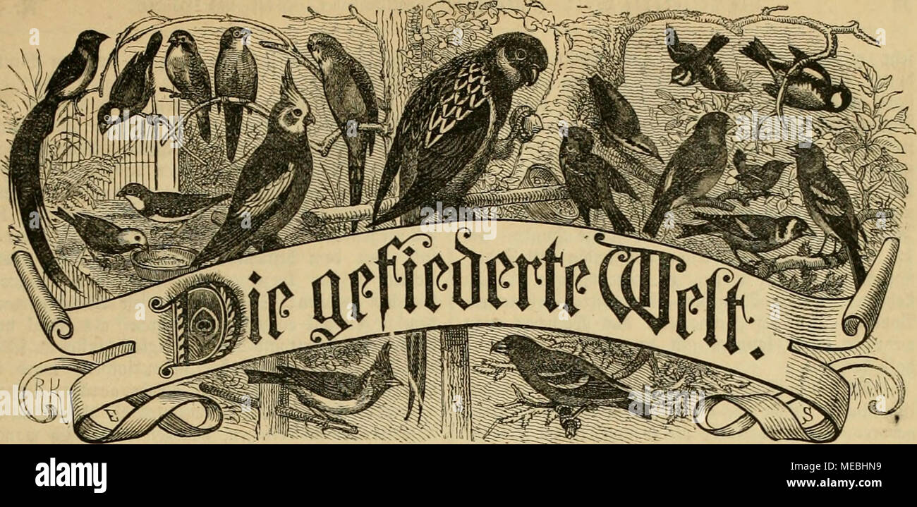 希少 デュラック挿絵 フランス赤十字用 1915年 フルカラー 輸入 希少 デュラック挿絵 フランス赤十字用 1915年 フルカラー 輸入