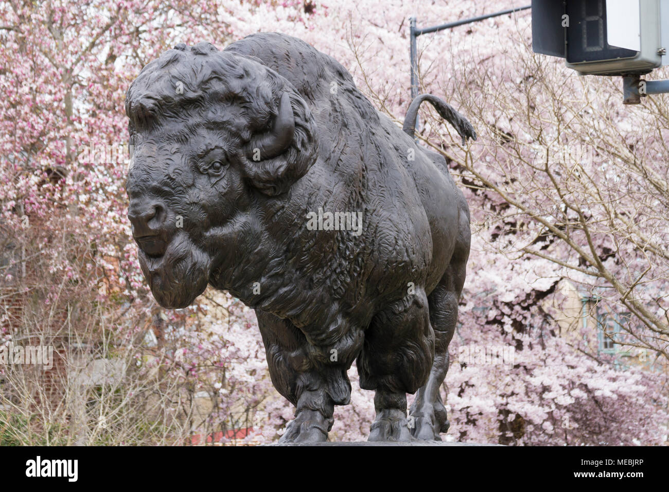 Buffalo statue graces Dumbarton Bridge(Q Street Bridge) amid cherry