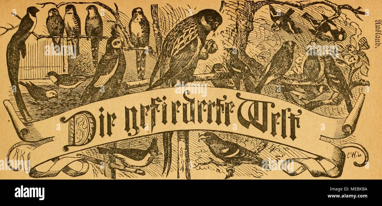 Die Gefiederte Welt Bcitfdjnft Fur S Ogcllicbljnbcr 3uiljter Imb Iini Lct Sbeftckimiign Biivd Jcbe