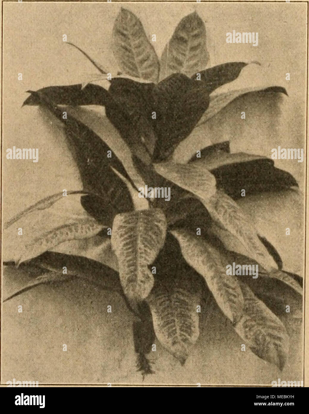 . Die Gartenwelt . Zweckmäßige Stecklingsvermehrung besserer Handelspflanzen. Bild 3. Croton „Alexander III&quot;, der, ohne umgetopft zu sein, in kleinem Stecklingstopfe zu einer verkaufsfähigen Pflanze herangewachsen ist. dieser Zeit mit dem Spritzen gebummelt und die Stecklinge kommen zum Welken, so verhärtet die Kallusbildung, und die Be- wurzelung wird stark verzögert, auch werden Blätter abgeworfen, und das darf nicht sein, kein Blatt darf den Steck 1 i nge n verloren gehen. Wenn ich ganz besonders für das Stecken in kleine Töpfe ein- trete, so habe ich dafür ganz ge- wichtige Gründe. We Stock Photo