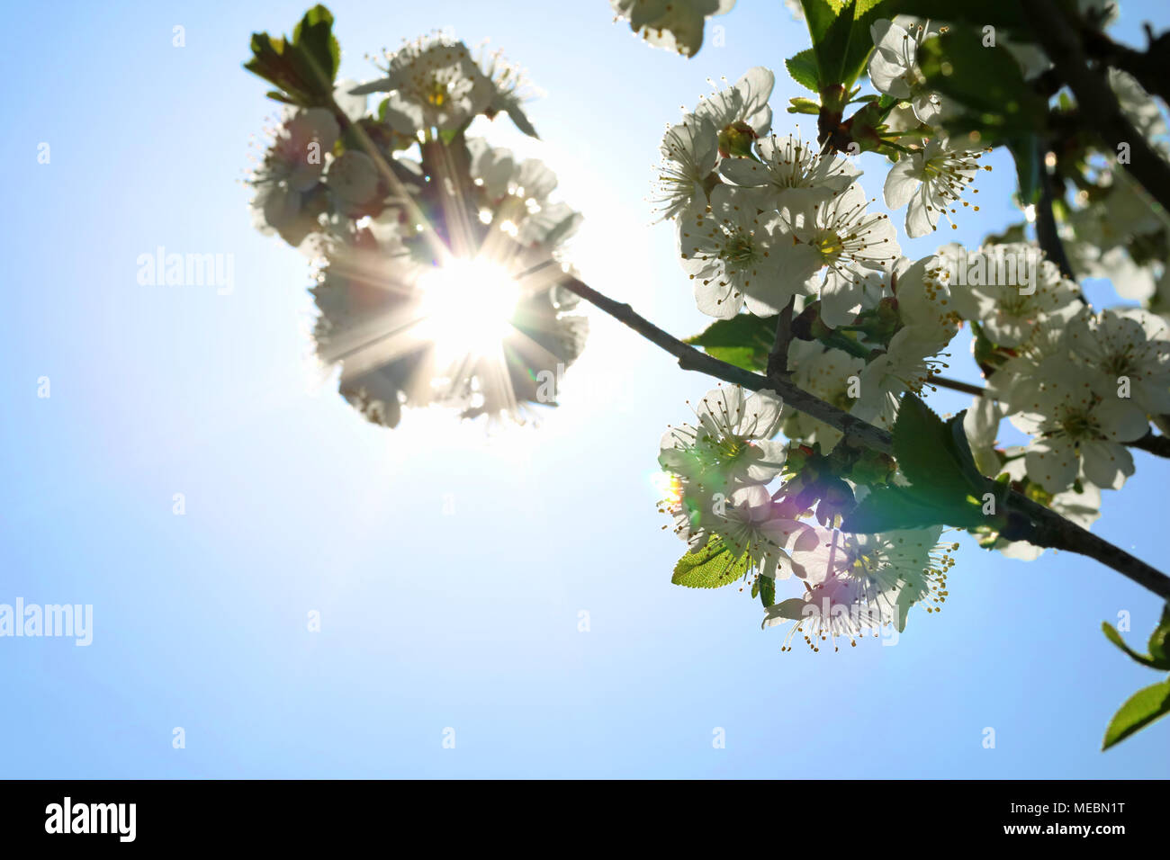 Blooming cherry blossom and sun light in spring Stock Photo Alamy