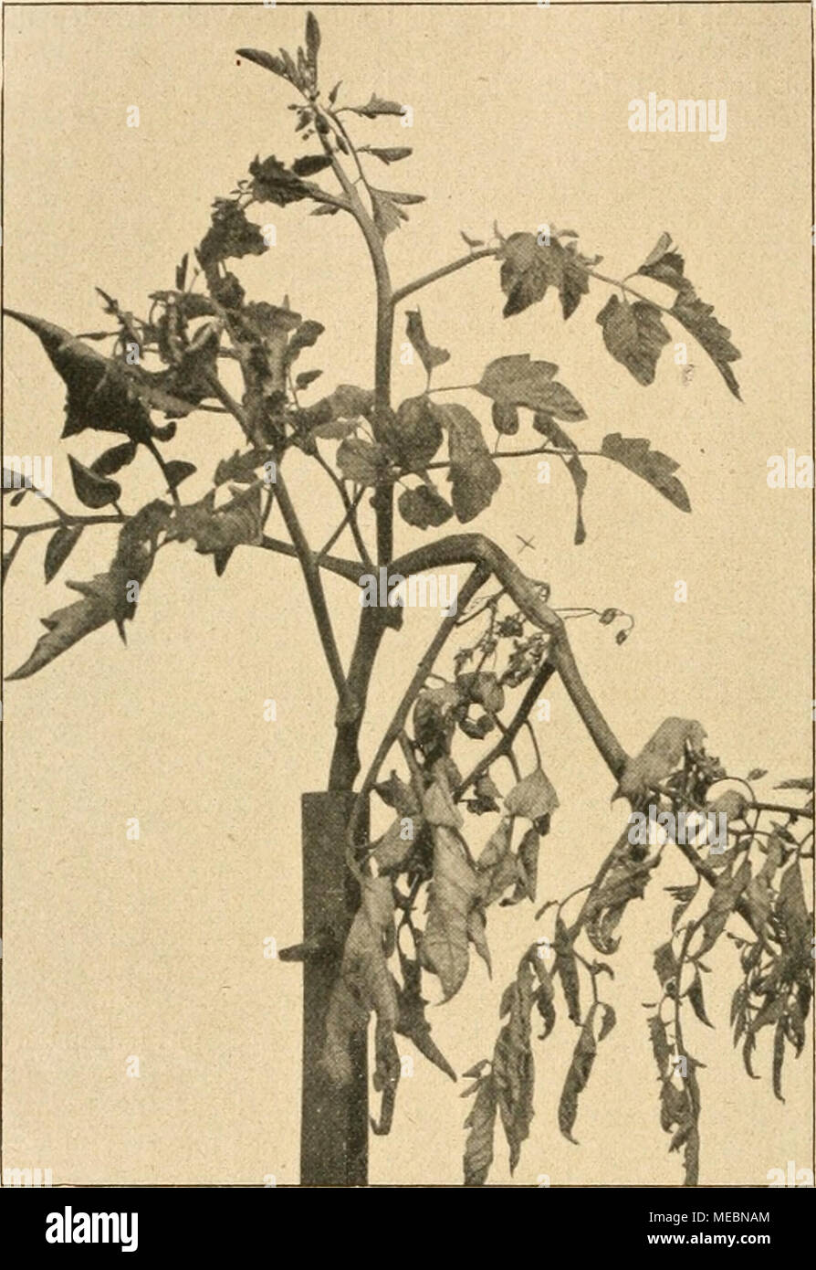 Die Gartenwelt . Bild 1. Von Sclerotinia Libertiana befallener Seitenzweig  einer Tomatenpflanze. Bei X Ausgangsstelle der Erkrankung. lieh selten  aufgetreten. In den von 1891 ab bis 1912 für Deutsch- land erschienenen