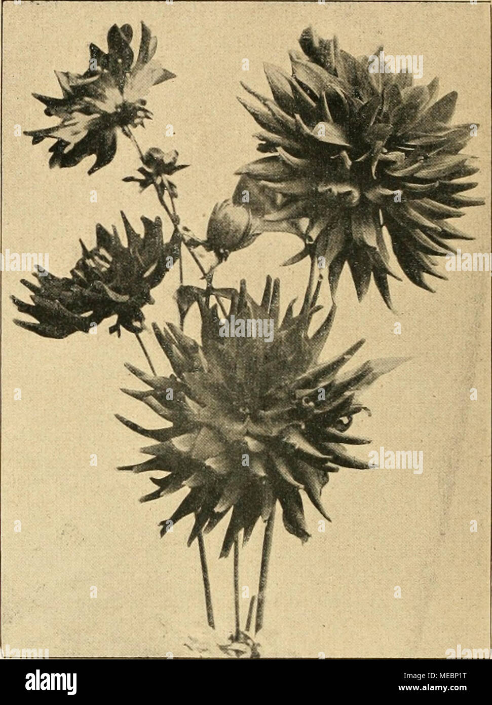 blumen aus pompons, pom pon pompon pon pon stock photos & pom pon pompon pon pon stock, Design ideen