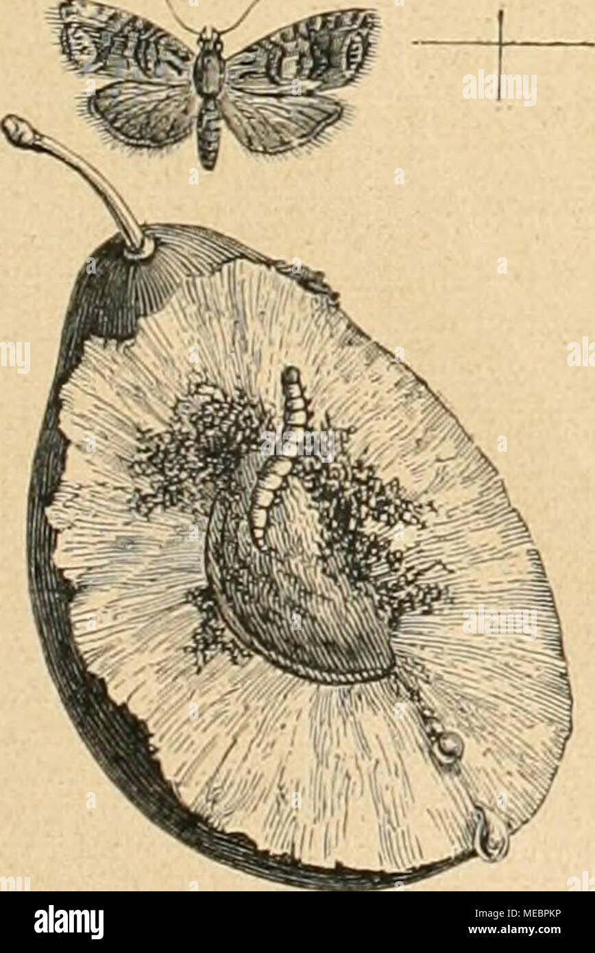 . Die Gartenwelt . Grapholitha funebrana. Schmetterling und eine dasRäupchen tragende, aufgeschnittene Frucht. (Aus Henschel.) Die Bekämpfung der Pflaumenwickler geschieht ebenso wie die des Apfelwicklers durch öfter wiederholtes Ab- schütteln und Aufsammeln des Fallobstes, Rindenpflege und alljährlichen Kalkanstrich der Stämme. Nur muß hier mit Rücksicht auf die Winterruhe der Raupen am Boden ein tiefes Umgraben und nachheriges Feststampfen der Baum- scheiben im zeitigen Frühjahr hinzutreten, welches die ruhenden Raupen und Puppen vernichtet. In Anbetracht der Größe des Schadens, den die hier Stock Photo