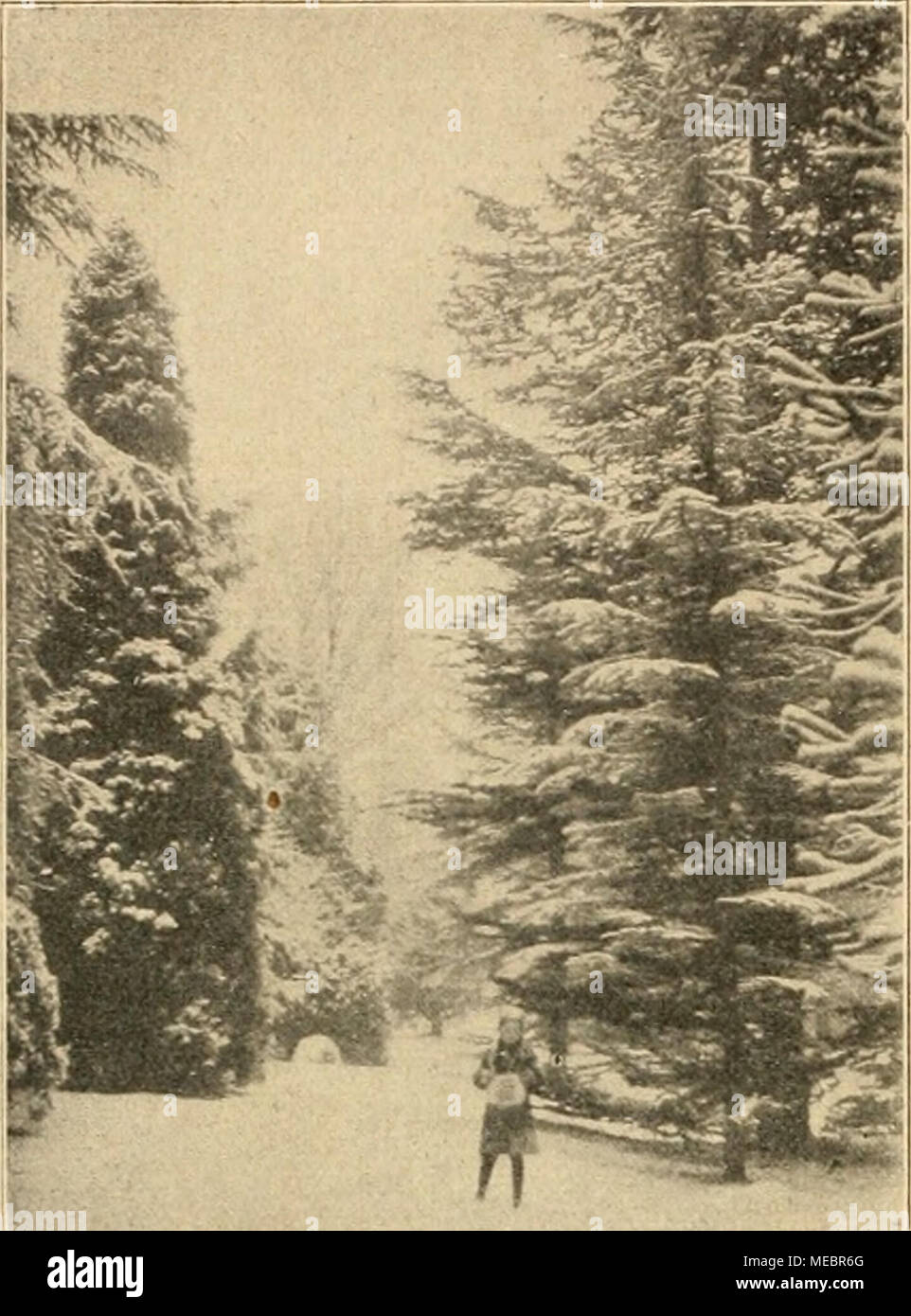 . Die Gartenwelt . Winter im Park der Insel Mainau. Bild 4. Rechts eine Gruppe 30 m hoher Cedrus Libani; die Pyramide links ist Cryptomeria japonica, davor die Aeste einer 30 m hohen Cedrus atlantica. sogar liebte, beweist seine Fürsorge um sie in der letzten Stunde seines Lebens auf dem Sterbebette: Da bat er, seinem noch un- bekannten Nachfolger Grüße auszurichten mit der Bitte, sich seines Werkes anzunehmen mit derselben Liebe, wie er es getan habe . . Herr Nehl wandelt in den Fußpfaden Eberlings, und mit Trauer im Herzen kann er den nun beginnenden Verfall nicht aufhalten. Die Orangerie au Stock Photo