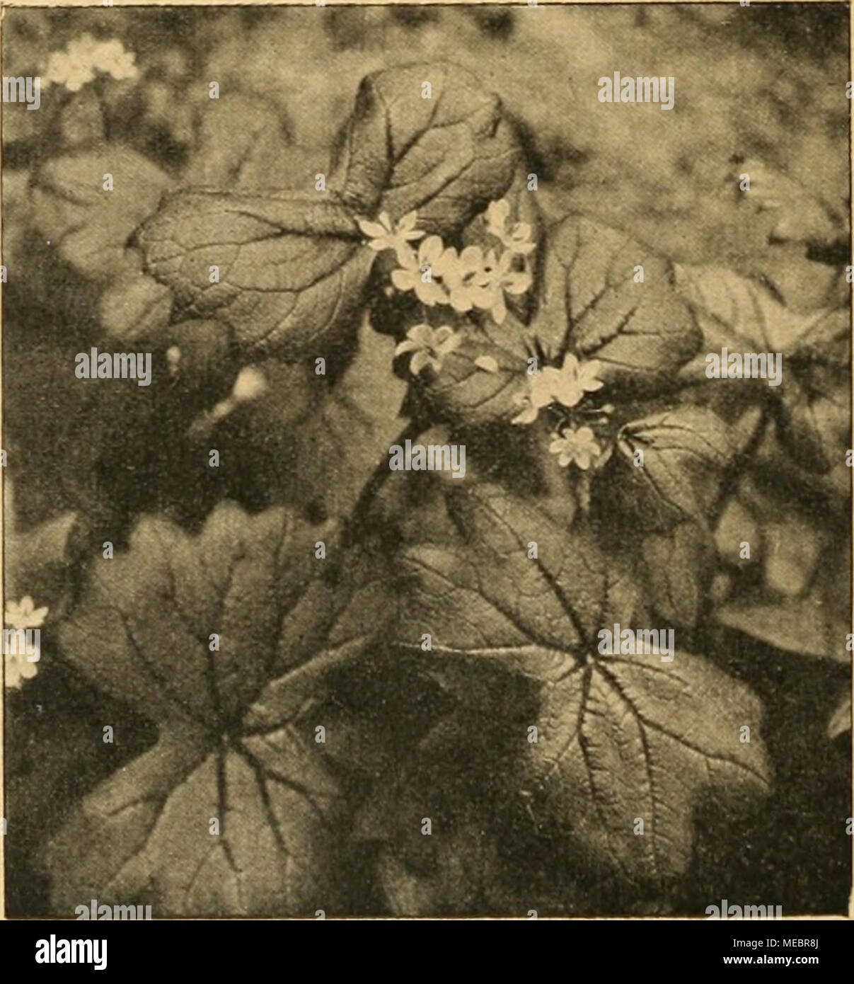 . Die Gartenwelt . Diphylleia cymosa. Nach einer vom Verfasser für die „Garteowelt&quot; gef. Aufn. Stock Photo