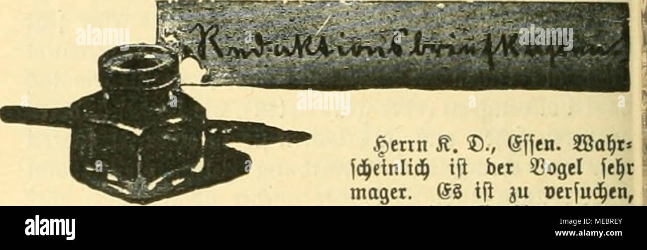 . Die Gefiederte Welt . $ettn S. 5D., effen. SBol^t« fd^einlid^ ifi bei ^ogel fel^c mager. (58 ifl ju oetfud^en, ob er bei 5Darbtetung oon J)tflel=, ©aIot=, iKoc^tferjenfameu al8 gutter unb frifd^er ab= | gefo(^ter Äu^milt^ loleber in beffere SBerfoffung fommt. iDoJ Jluge ift möglicbft ^oufig oermittelg eineä leinenen fiäf'pd^eng mit Biutoitriolouflöfung (1: 100 Sßojjer) ju benegen. Jjerrn Sebrmann g. 53, j. 3- ©lorgarb in *)3ommern;' ^ertn SB. Z., Setlin N 24, ifl btieflid^ ©efdieib jugegonge«, Jpettn (J. ^., iBerlin SW; .ipertn ©t., Wagbeburg; §enn 21. 2;., .gionnooet; Jjerrn Ü)f. 3i., 33erl Stock Photo