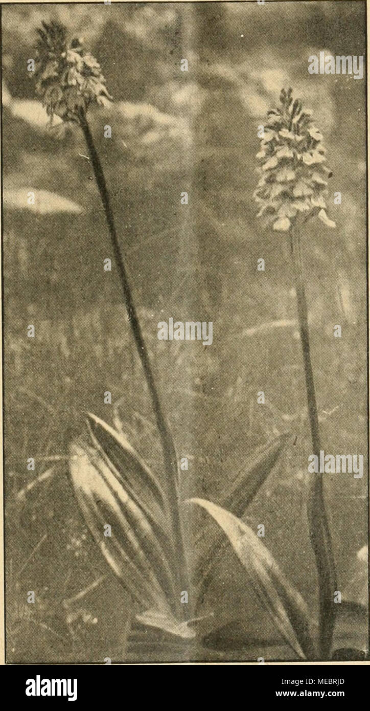 . Die Gartenwelt . Cephalanthera grandiflora u. a. Pflanzen von einer mehrwöchent- lichen botanischen Tour aus Miltelthüringen mit, wo beide noch öfters zu finden sind, während sie in weiterer Umgebung von hier nur noch einen gemeinschaftlichen Standort haben. Während nun C. grandiflora, die in Duft und Wirkung mehr leistet, schon längst vergangen ist, blüht Orchis fusca jedes Jahr reich an einem ähn- lichen (halbschattigen) Standort, wie er an ihrem Fundort war. Das dritte, größte Stück wurde dieses Frühjahr mitsamt der Knolle von einem, der sich das Botanisieren leicht und billig macht, gest Stock Photo