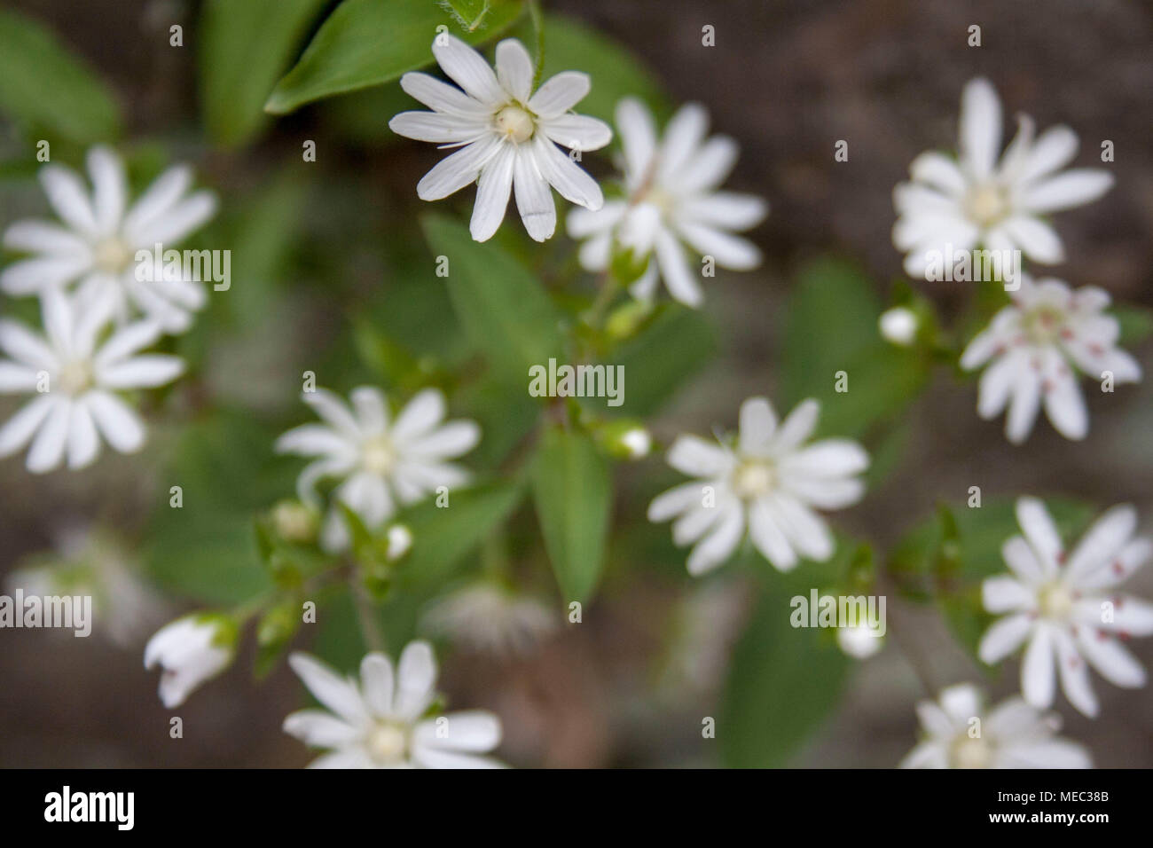 Background soft focus image of white star chickweed wildflowers. Stock Photo