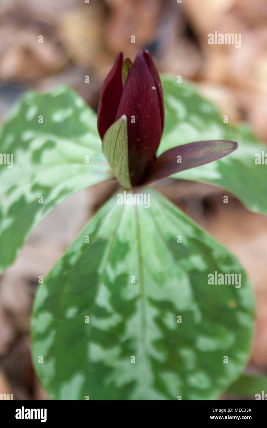 A dark purple little sweet betsy trillium wildflower. Also called toadshade or whippoorwhill. Stock Photo