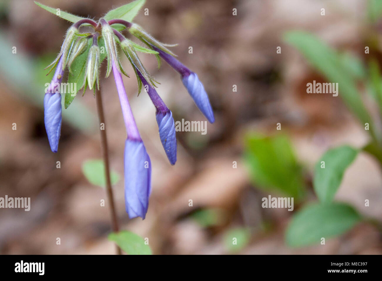 Detail of purple creeping phlox wildflower unfurling. Stock Photo