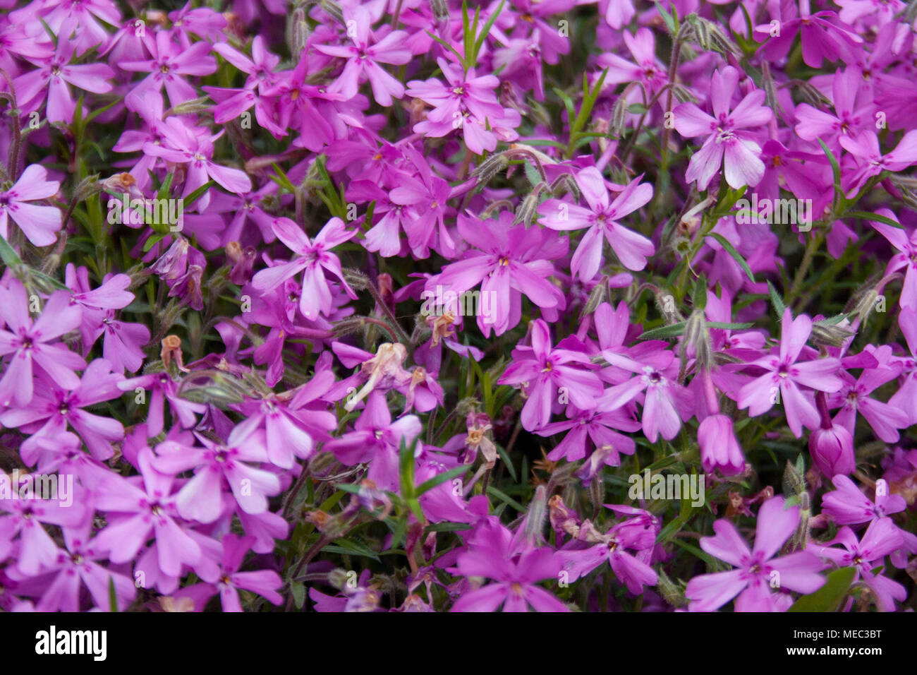 A sea of purple Carolina phlox wildlowers in bloom in the springtime. Stock Photo