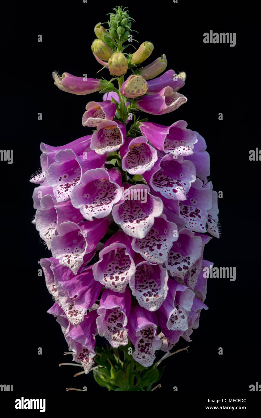 Blooming vivid wild purple Foxglove - Digitalis - flowers against black background Stock Photo