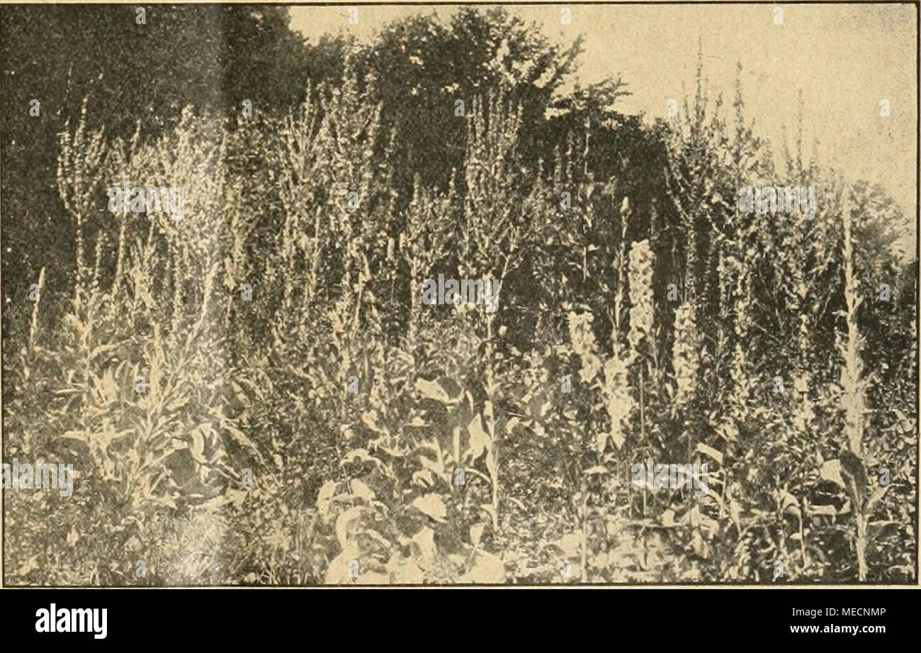 . Die Gartenwelt . Verbascum olympicum in Mittenwald. Stock Photo