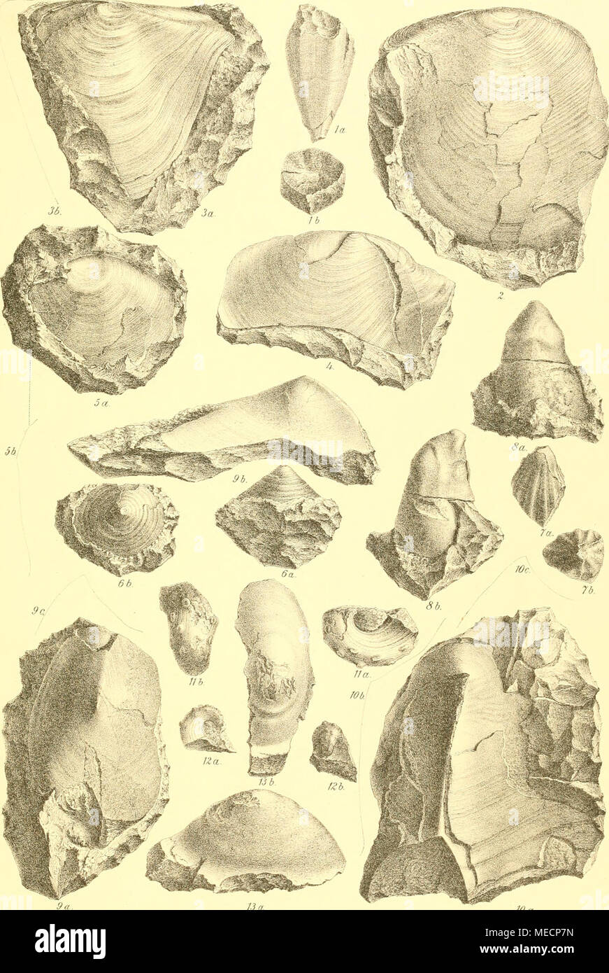 Die Gastropoden des karnischen Unterdevon . 13 a 10a  IftkßinsfanataltvjTieJr.SperJ, Wen Beitrage zur Palaeontologie und Geologie  Oestcrreich-Ungarns und des Orients, lid XX.ido.  Verlagv.Wilh.Braumüller,k.u.k.Hof-u Universitäts-'Buchhandler: in Wien ...