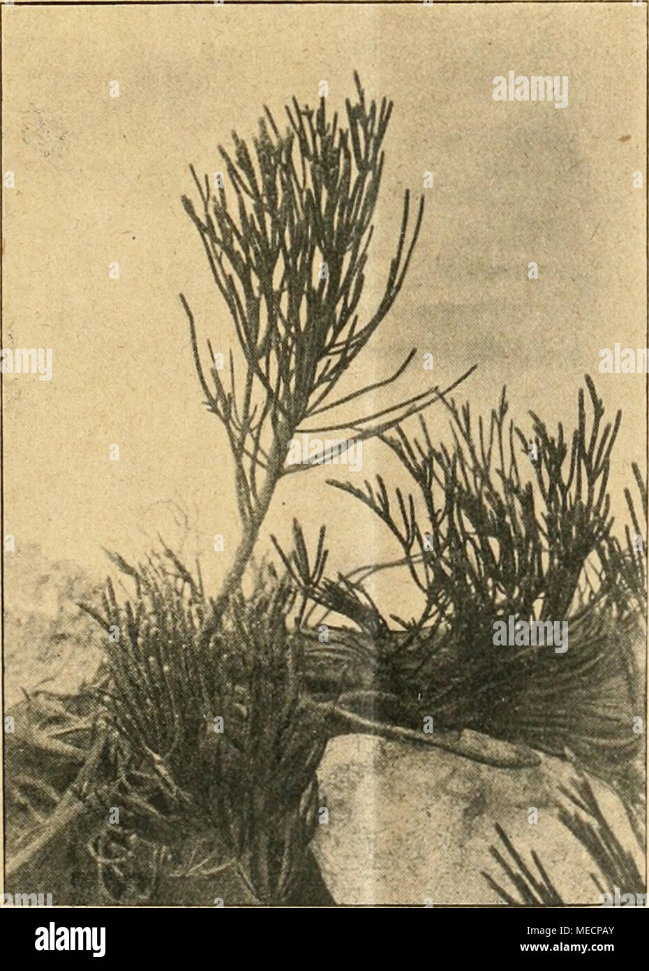 . Die Gartenwelt . Veronica loganioides. Veronica coerulea glauca. Das