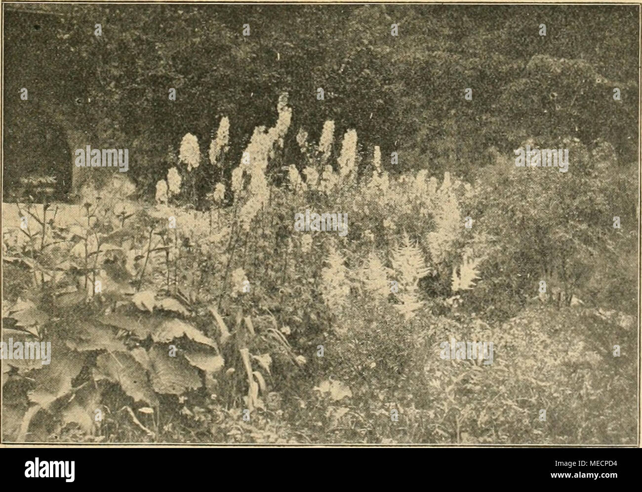 . Die Gartenwelt . Delphinium hybr. Arnold Böcklin im Hochgebirge. Stock Photo