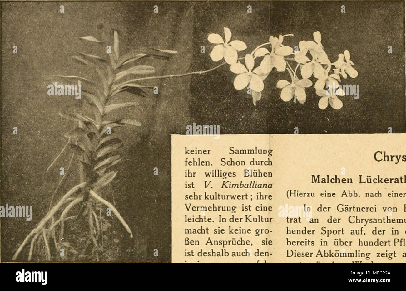 . Die Gartenwelt . Schöne Form der Vanda coerulea. keiner Sammlung fehlen. Schon durch ihr williges Blühen ist V. Kimballiana sehr kulturwert; ihre Vermehrung ist eine leichte. In der Kultur macht sie keine gro- ßen Ansprüche, sie ist deshalb auch den- jenigen zu empfeh- len, die in der Or- chideenkultur noch keine weitgehende Erfahrung besitzen. — Zum erstenmal blühte hier eine Laelio-Cattleya Calistoglossa, die Abb. Seite 5 zeigt. Es ist dies ein Prunkstück unserer Sammlung, das allgemein bewundert wird. Die Farbe der Blumen ist lilarosa mit dunkel- purpurner Lippe und zwei gelben Schlundfle Stock Photo