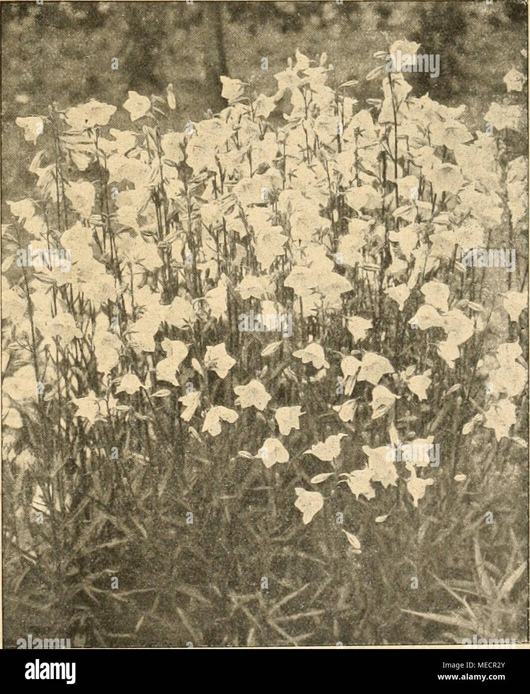. Die Gartenwelt . Campanula persicifolia grandiflora. Nach einer vom Verfasser fÃ¼r die âGartenwelt&quot; gefertigten Aufnahme. Stock Photo
