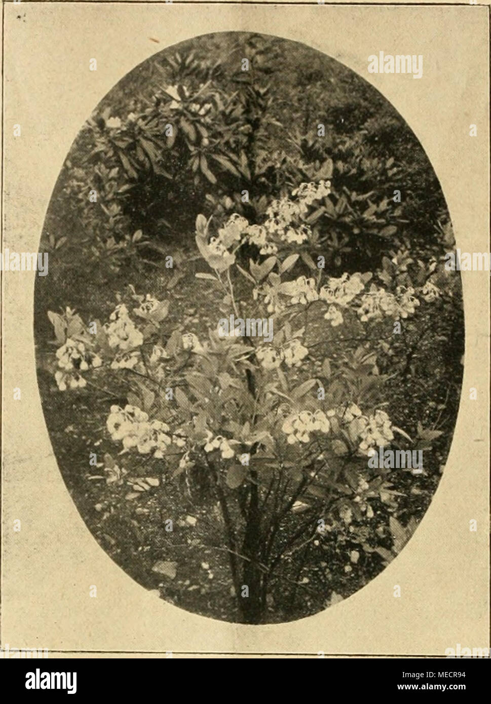 . Die Gartenwelt . Andromeda speciosa on einem Pilze ber besonders d mit der Er- ders in seinem Stock Photo