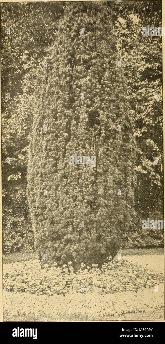 . Die Gartenwelt . Taxus baccata, säulenförmig geschnitten. Taxus baccata fastigiata (natürliche Säulenform). Worlerei und die gedrungene Pyramiden bildende pyramidalis. Eine ebenmäßig ausgebuchtete und fast konisch ausgezogene Säulenform bildet die Varietät compacta pyramidalis des glänzend und breitbenadelten Nutkalebensbaumes (Chamae- cyparis nutkaensis), wogegen die Form aurea der Sonnen- zypresse oder Hinoki-Lebensbaumes (Chamaecyparis ohtusa), sowie die Formen pisifera aurea, pisifera plumosa und pisifera plumosa aurea der Erbsenfrüchtigen oder Sawara- Zypresse (Chamaecyparis pisifera) u Stock Photo