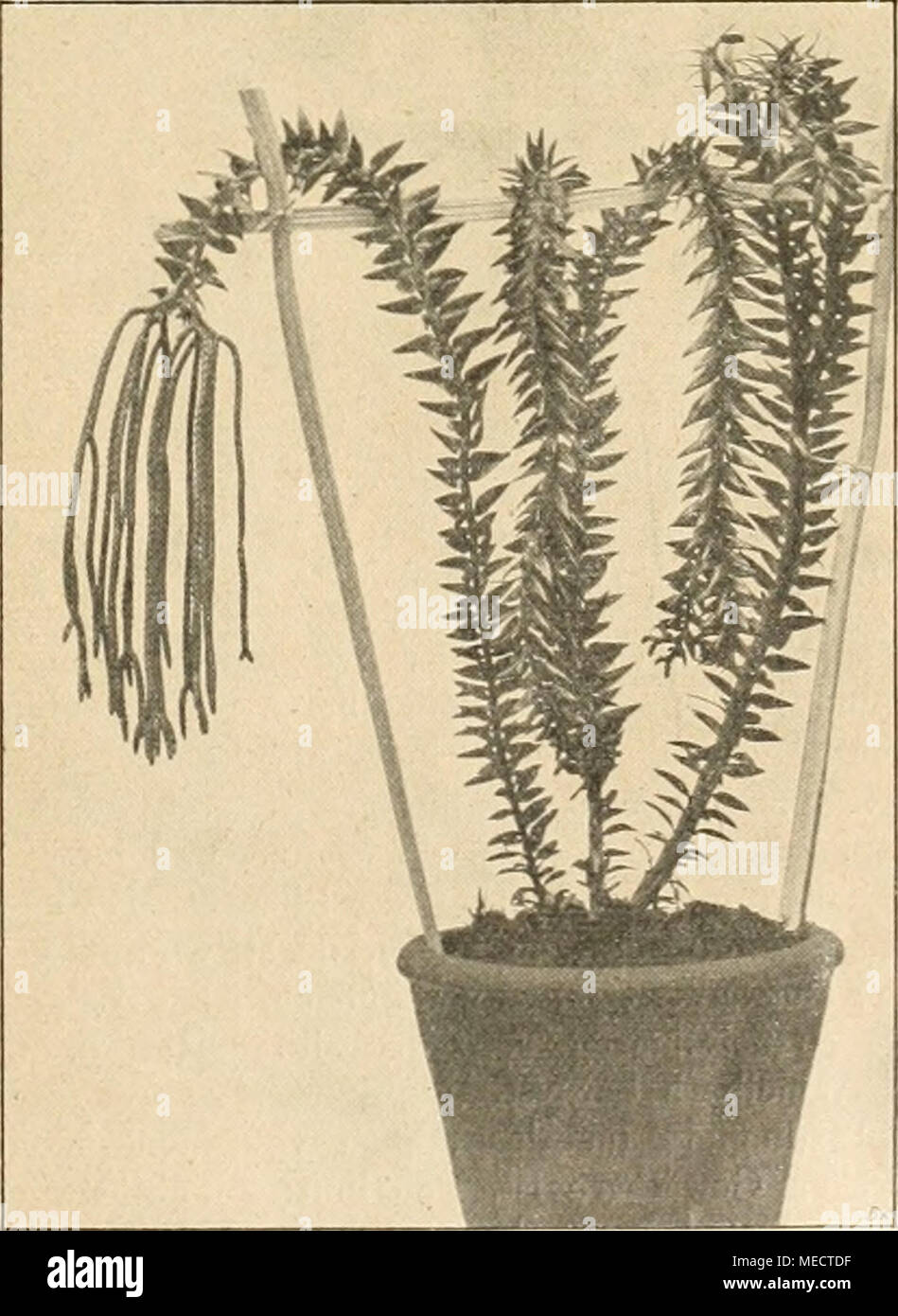 . Die Gartenwelt . Lycopodium apiculatum. Stock Photo