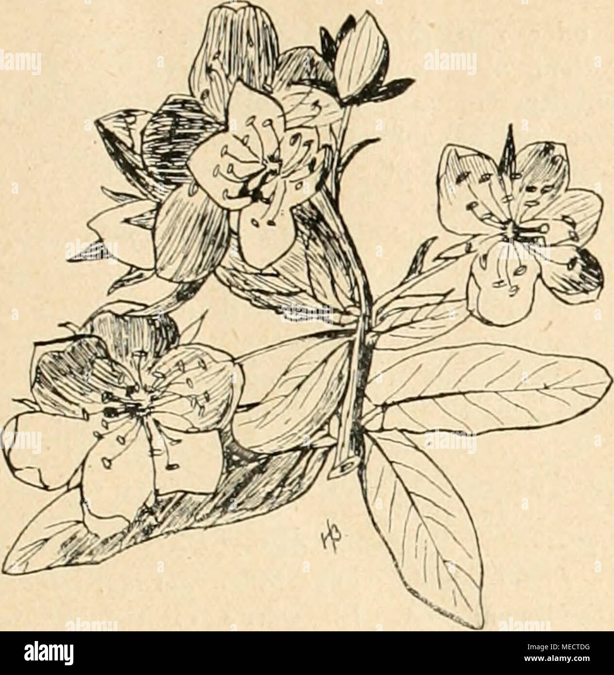 . Die Gartenwelt . Fig. 2 A. Crataegomespilus Dardari Blütenzweig (','-, nat. Gr.) Sterilität darin zu erblicken ist, daß das Meri- stem des Ve- getationskegels der Mischlinge vegetativen Ur- sprungs ist, be- dürfte wohl außer anderem noch der wei- teren Klärung. Magnolia Kobus D. C. (Hierzu die Abb. der Titelseite.) Eine in Japan heimische Art, dort in der Ebene Stock Photo
