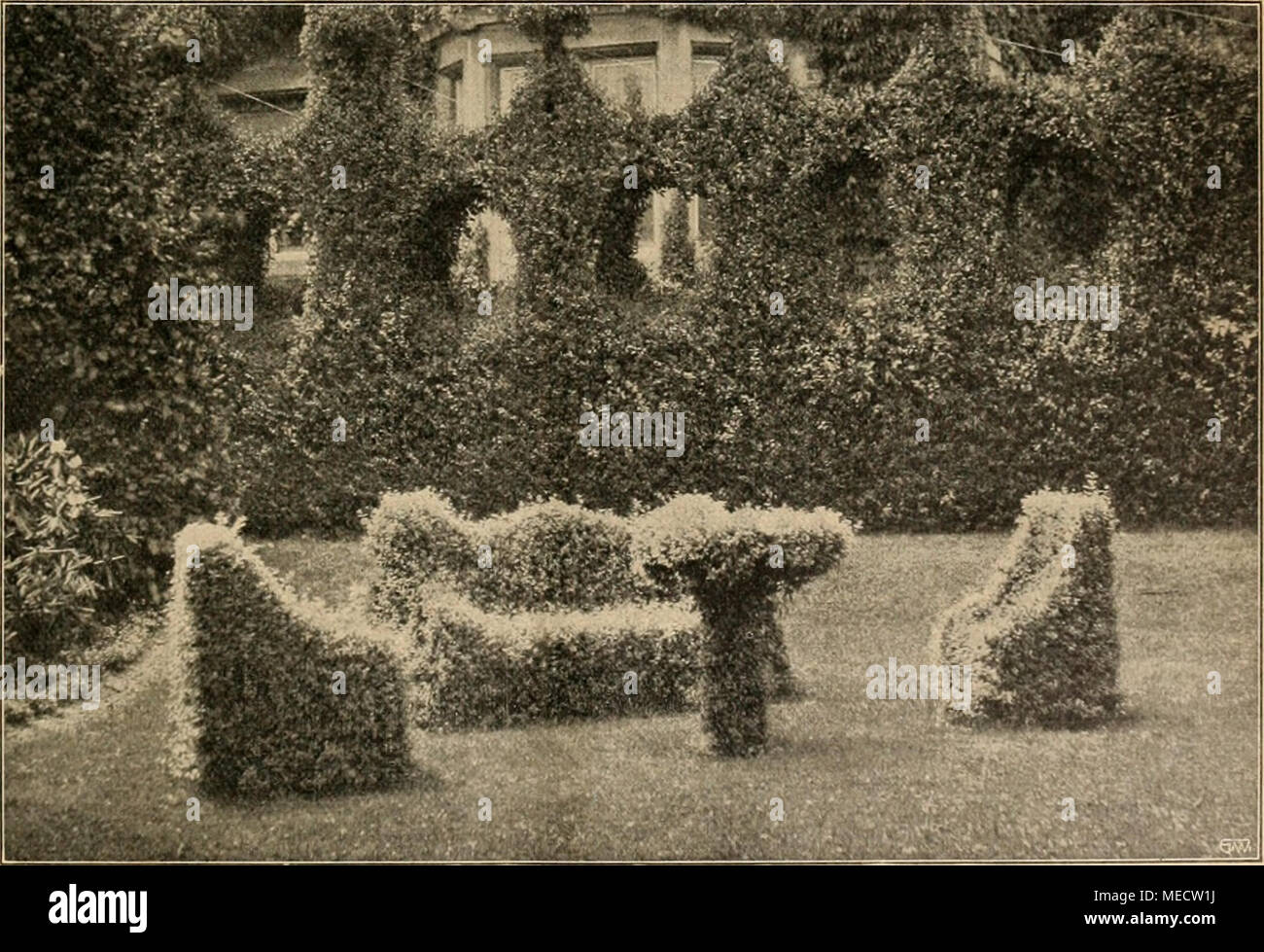 . Die Gartenwelt . .Natürliche&quot; Gartenmöbelgarnitur aus Ligustrum ovalifolium aureum in einem amerikanischen Hausgarten. Nach einer vom Verfasser für die „Garteaweit&quot; gefertigten photographischen Aufnahme. Stock Photo