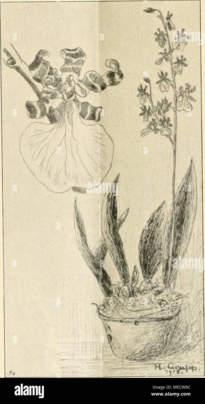 . Die Gartenwelt . Oncidium splendidum. Nach einer vom Verfasser für die „Gartenwelt&quot; gefertigten Zeichnung. argeiltea uova, hellsilbergrau. nivt'a, weißgrau, welche die silbergraue so ziemlich ersetzt. darljeusis, goldbunt, fein überhängend, und AVesterinailllll, glänzend goldgelb, feinzweigig. (Letztere zwei könnten die Formen lutea, lutescens, sul- phurea, aurea ersetzen.) Depkenii ist matt-gelbweiß, im Winter grün, während versicolor gold- und silberschimmernd ist, sich jedoch im Winter empfindlich gegen Sonne zeigt. albo-Spica hat weiße Spitzen. Vielfach gebräuchliche, durch den Wuch Stock Photo