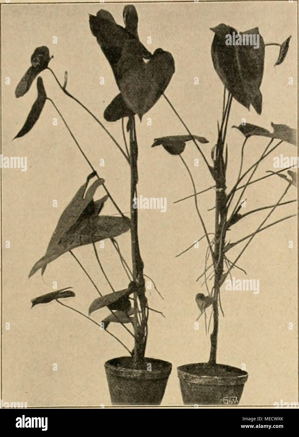 . Die Gartenwelt . Schlingpflanzen. Anthurium Andreanum mit abnormen Blüten. Vom Verfasser für die „Gartenwelt" photogr. aufgenommen. möglichst freien Standort, woselbst er von benachbarten, stärker wachsenden Gehölzen nicht überwuchert wird, dabei aber doch vor den kalten Nord- und Oststürmen einen ge- wissen Schutz hat. Es ist dies ratsam, nicht wegen Frost- gefahr im Winter, sondern als Vorbeugung gegen Schaden durch stärkere Spätfröste, worunter die Deutzien im allge- meinen, besonders in ausgesprochen rauhen, feuchten Lagen, zu leiden haben. In Einzelstellung frei im Rasen, oder in l Stock Photo