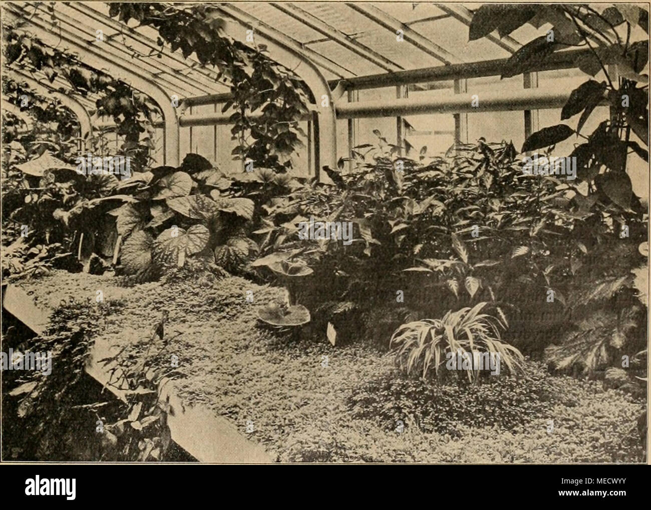 . Die Gartenwelt . Phalangium Bichei im Selaginellarasen, dahinter Peristrophe salicifolia fol. var. Stock Photo