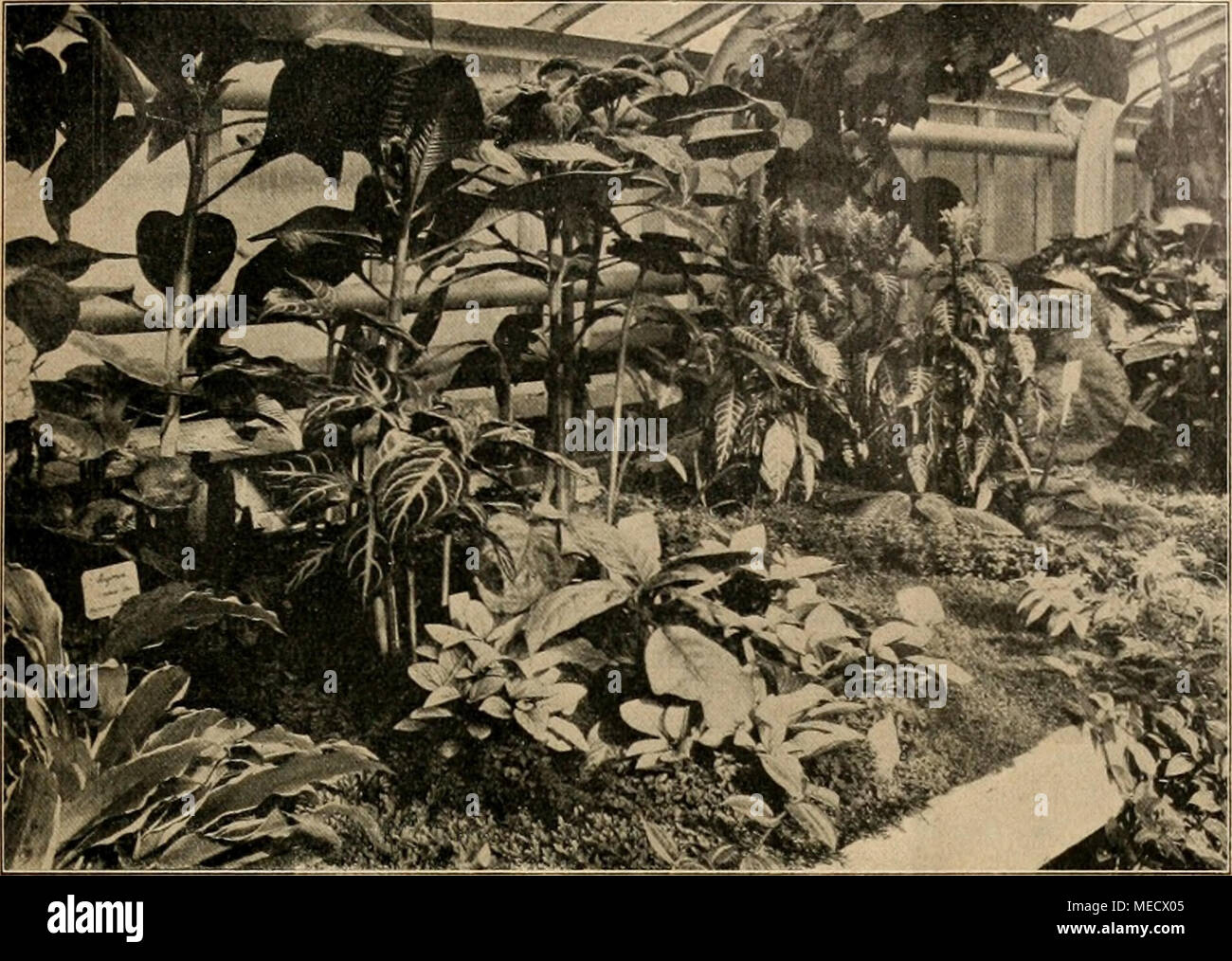 . Die Gartenwelt . Aphelandra, Sonerila, Bertolonia, links unten