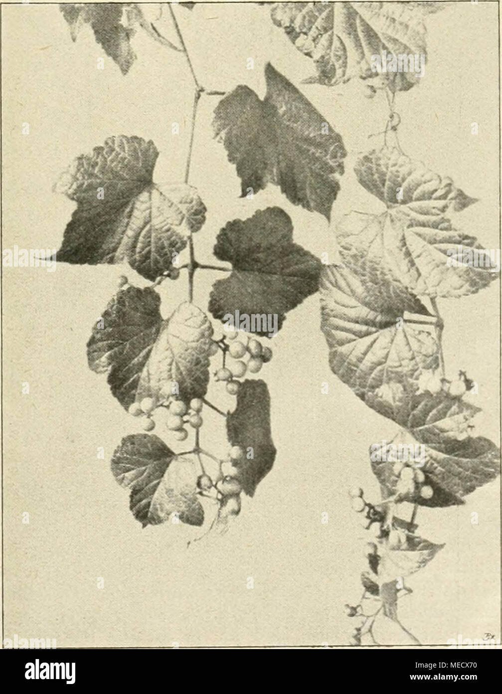 . Die Gartenwelt . Ampelopsis heterophylla var. humulifolia. Stock Photo