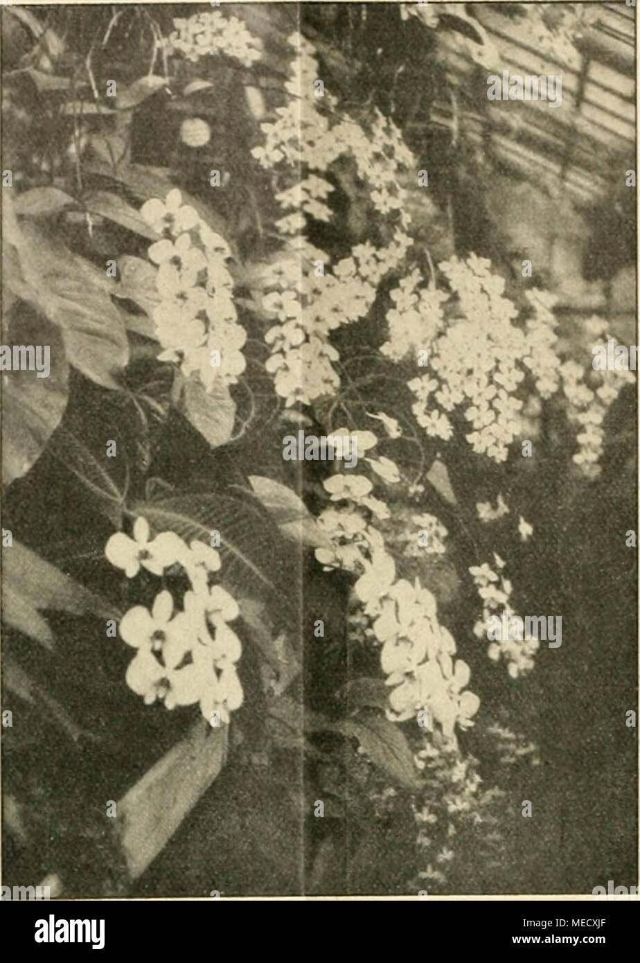 . Die Gartenwelt . Sophronites (Sophronitis) coc cinea Rchb. f