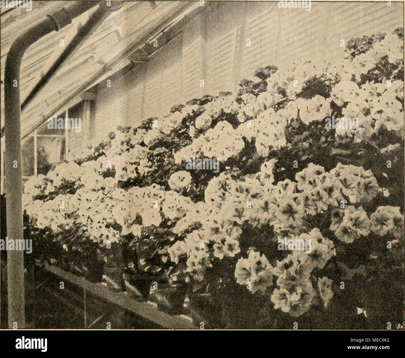 Haus Stutzen Stock Photos Haus Stutzen Stock Images Alamy