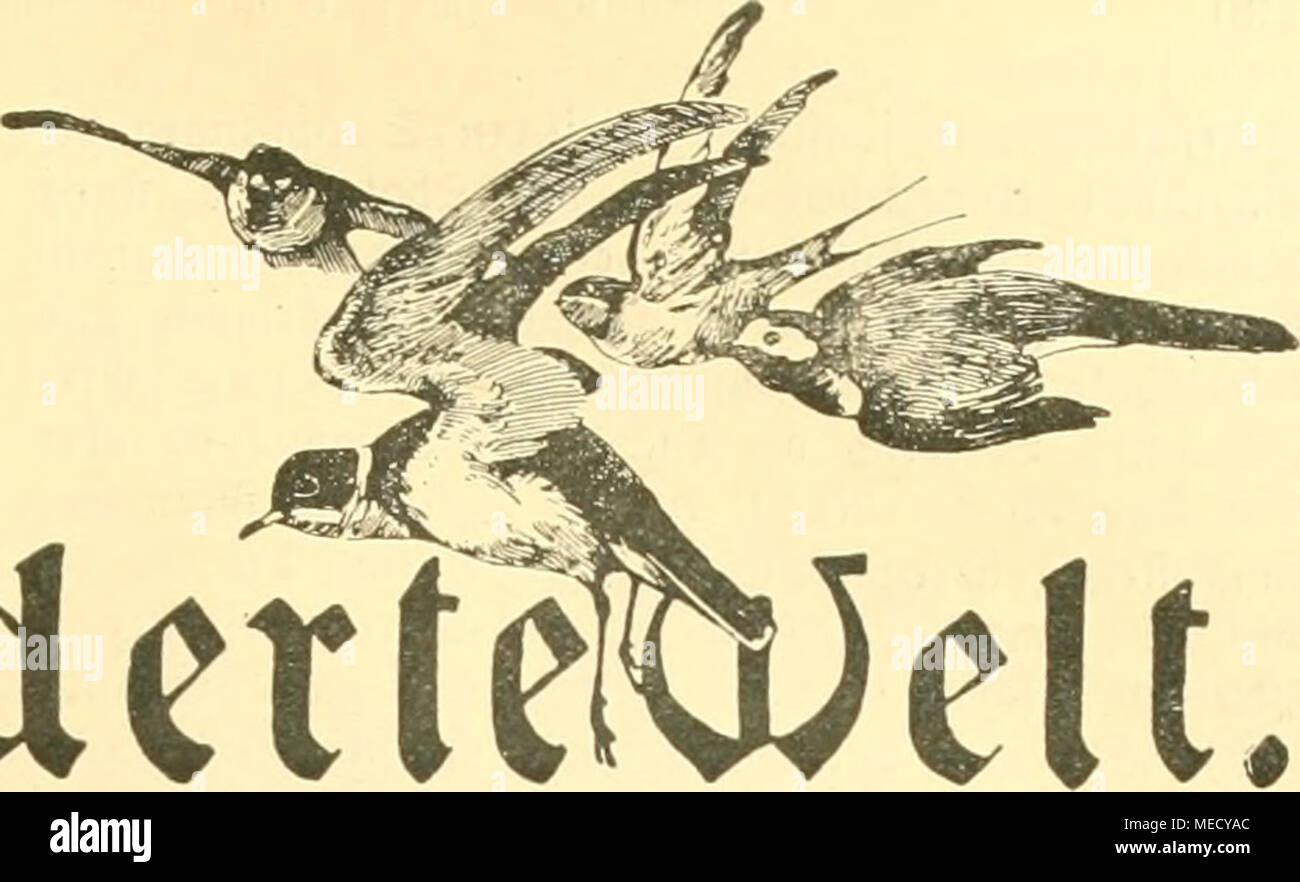 . Die Gefiederte Welt . ^ocbenfchrift für Yo^cUiebbabcn ^^aßefpeate unb die ^ogertoei't. sßoit iRuboIf |)ecmonn. (9iad)brucf oerbolen.) /ßä jeugt niti^t nur oon ©ered^tigfeitägefüf}!, foubcvn ^ ift au(^ ein 3ltl tiornel)nier ©efinnitng, luenn fiuuft unb iBiffenfcbaii in beutfc^en l'anben, ludtjrenb bie Äriegsfurie (älenb uiib 9fot faft über bie ganje iBelt uerbreitet, if)re (^ki|"tcsf)eltea ohne SInjetien beä *iJolfeä, bem biefe aiigeljöicn, baburd) eljrcn, baji fie fic^ i^rev erinnern, jobalb i^evanlüffung ba^u corlicgt. Unter Ssürbigung biefeä (Sefidjtspunficä roitb u. a. bie Ceuijc^e i Stock Photo