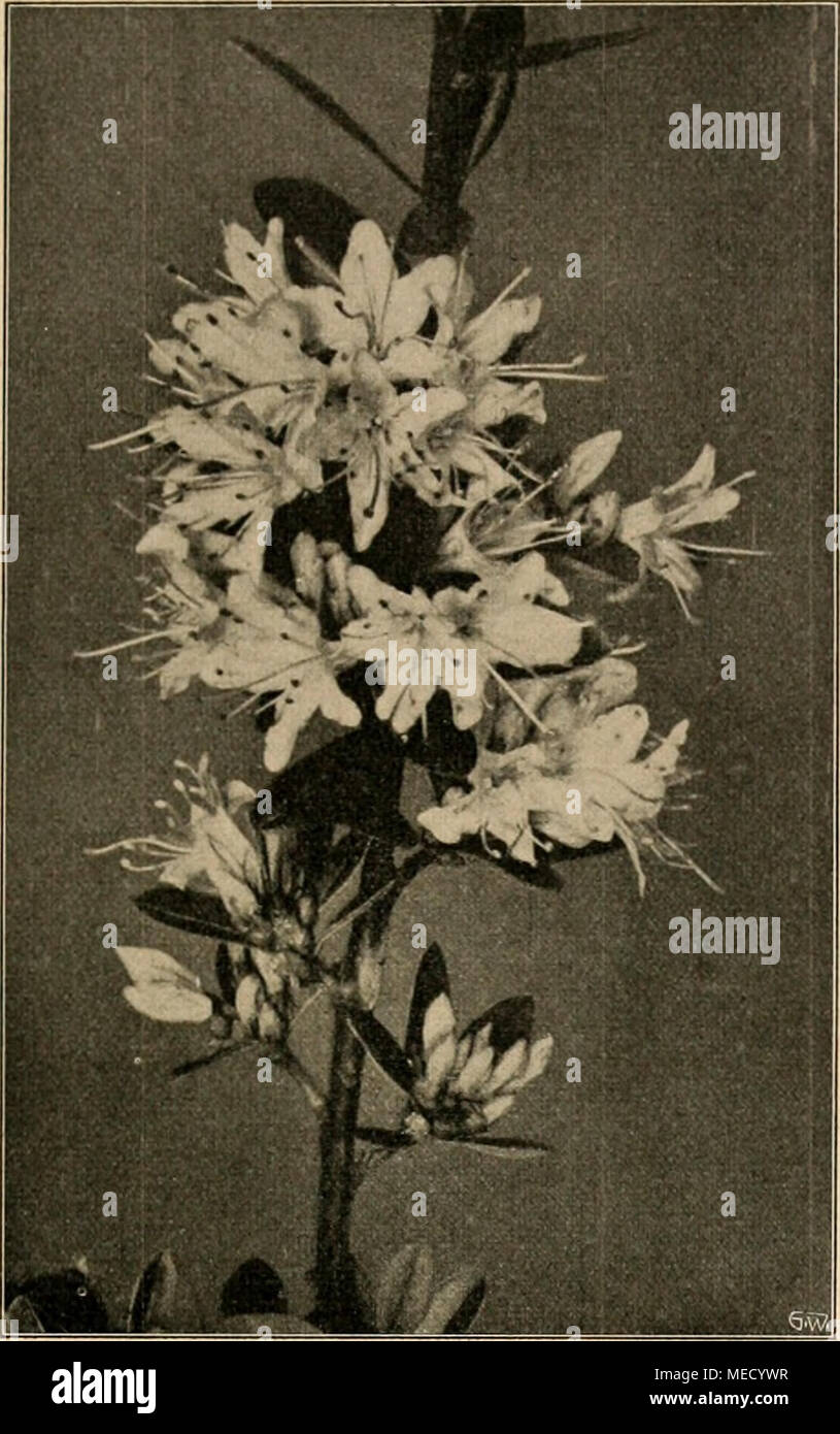 . Die Gartenwelt . Rhododendron racemosum. Vom Verfasser fÃ¼r die âGartenwelt&quot; photographiich aufgenommen. froste aushalten. So zeigt sich diese Pflanze noch in vollster BlÃ¼tenschÃ¶nheit, wenn der Flor der Sommerblumen nahezu sein Ende erreicht hat. Lebensbedingung ist ein sonniger, warmer Platz im Garten. L. Sieboldii bevorzugt einen sandigen, durch- lÃ¤ssigen Boden. Ein Ã¶fteres GieÃen mit abgestandenem Wasser und DÃ¼ngung mit Thomasschlacke wird sich immer lohnen. Im SpÃ¤therbst, wenn die NachtfrÃ¶ste der Herrlichkeit ein Ende bereitet haben, schneidet man die Stengel am Grunde ab und Stock Photo