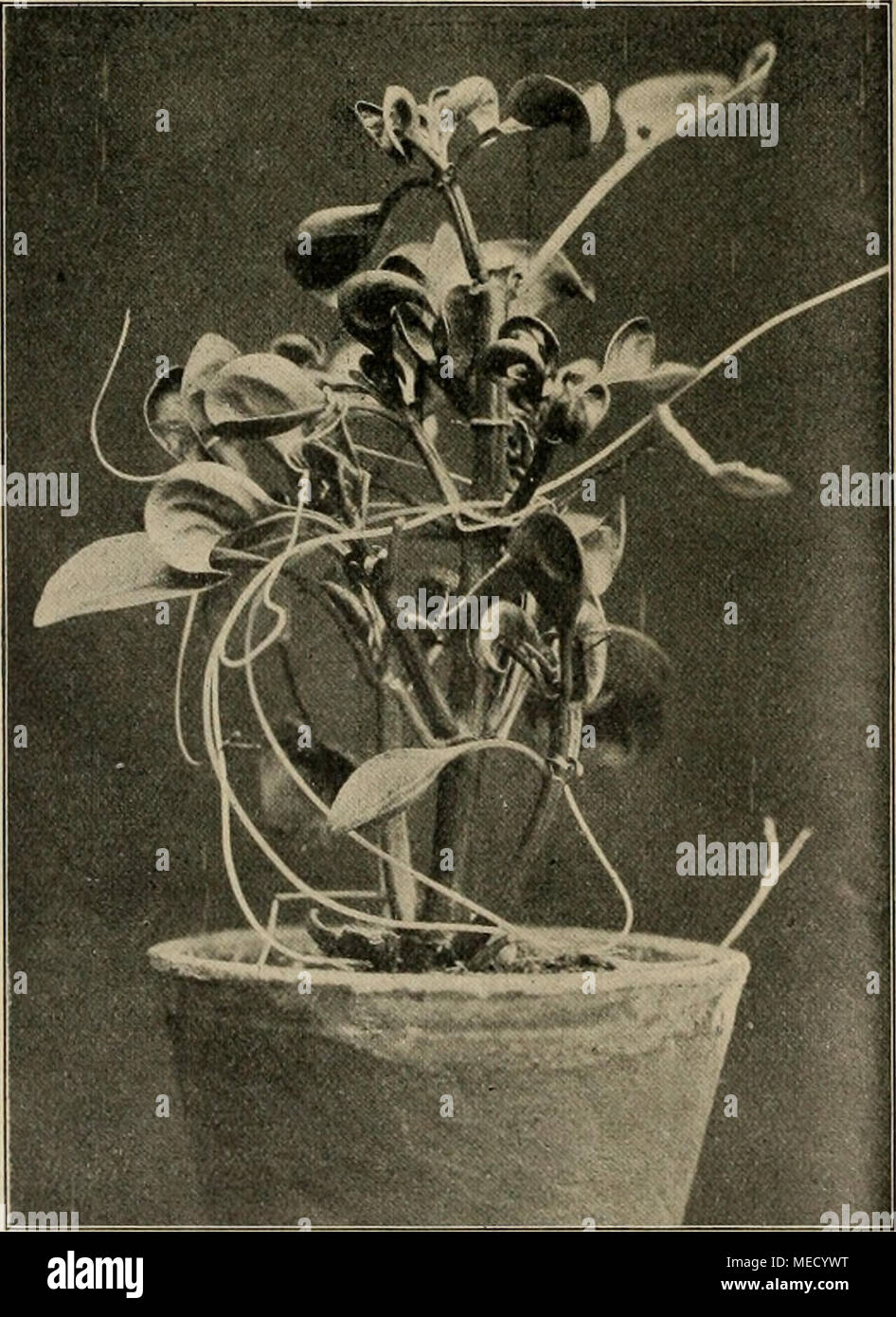 . Die Gartenwelt . Kleeseide auf Achyranthes. Vom Verfasser fÃ¼r die âGartenwelt&quot; photographisch aufgenommeD. Orobanche caryophyllacea. Vom Verfasser fÃ¼r die ,,Gartenwelt&quot; photographisch aufgenommen. liehen. Beides wird aber schlieÃlich zur UnmÃ¶glichkeit, wenn diese notwendige Verbesserung unterlassen oder â wie es meist der Fall ist â nicht zugelassen wird, weil der Vater, GroÃvater oder Onkel einst alle diese alten BÃ¤ume Ã¼bernommen hat oder anpflanzen lieÃ und sie liebte, also â aus PietÃ¤t. WÃ¼rde dieser aber den gegenwÃ¤rtigen, fÃ¼r den beabsichtigten Zweck, einen schÃ¶nen Ga Stock Photo