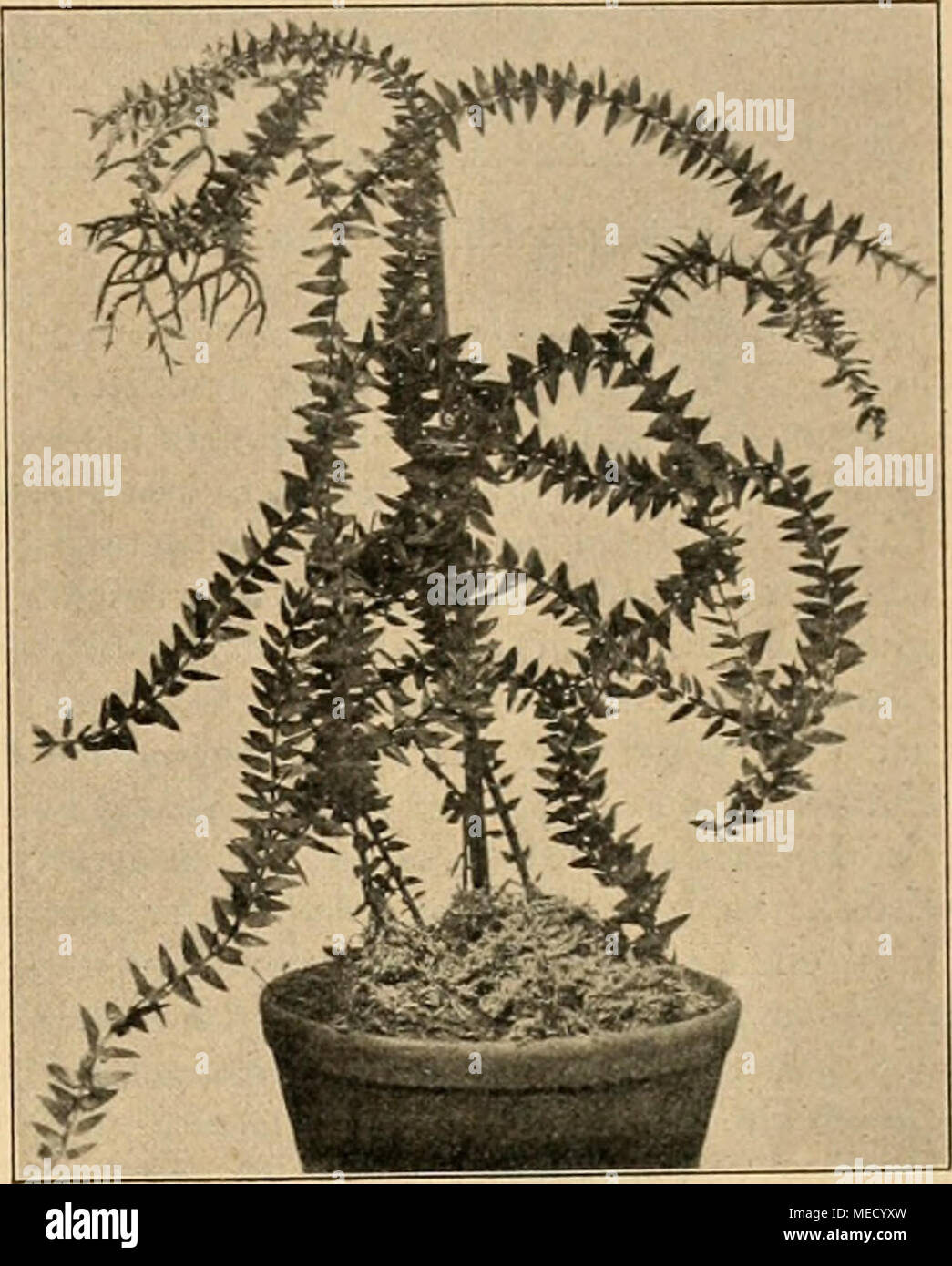 . Die Gartenwelt . Lycopodium filiforme. Stock Photo