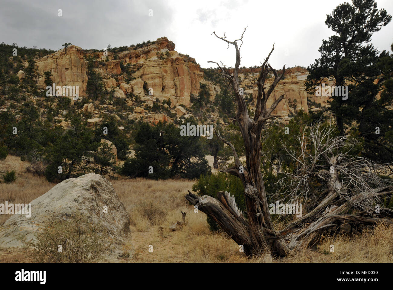 Sandstone cliffs rise above a landscape dotted with shrubs and trees in the El Malpais National Conservation Area south of Grants, New Mexico. Stock Photo
