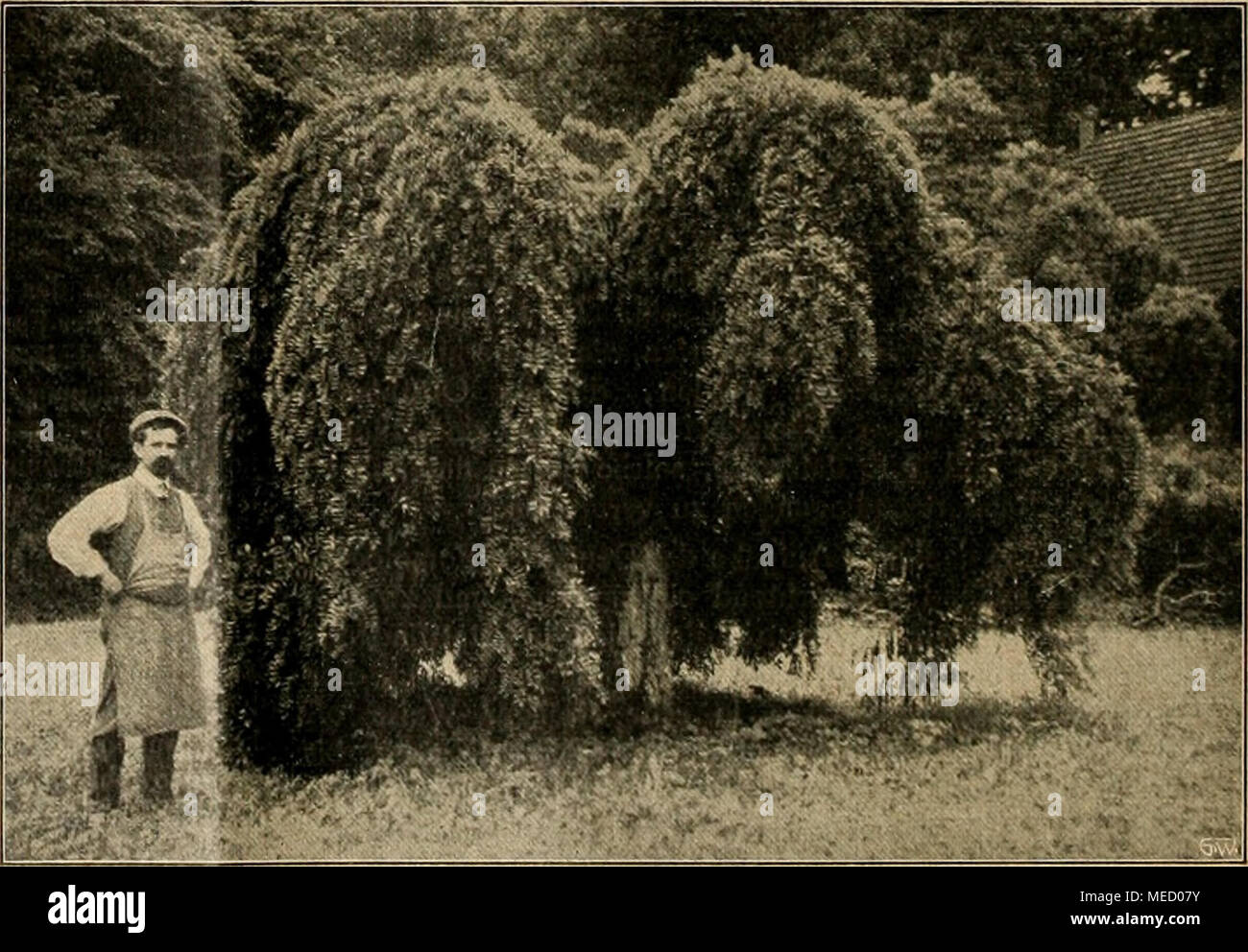 . Die Gartenwelt . Sophora japonica pendula. Originalaufnahme für die „Gartenwelt&quot; Stock Photo